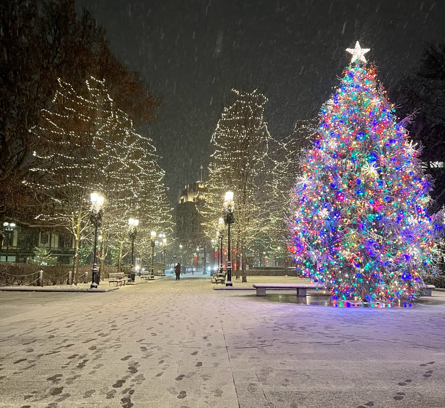 Christmas Tree Lights