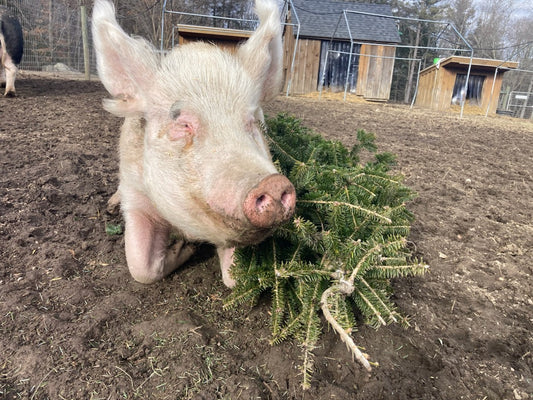 Tree Recycling (Goat & Pig Powered!)