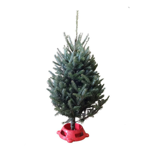 Tabletop Christmas Tree Delivered Boston