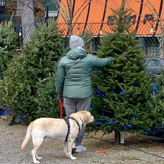 How to Keep Your Christmas Tree Fresh All Season Long