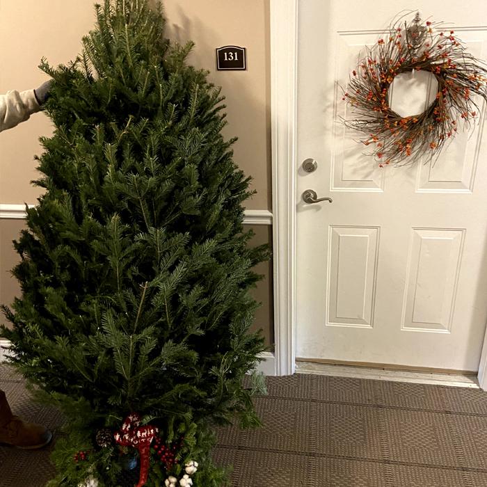 Contactless Christmas Tree Delivery Boston. Premium Fraser Fir Christmas Trees, Balsam Fir Christmas Trees