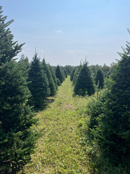 Balsam Fir Christmas Tree - Premium, Fresh Cut