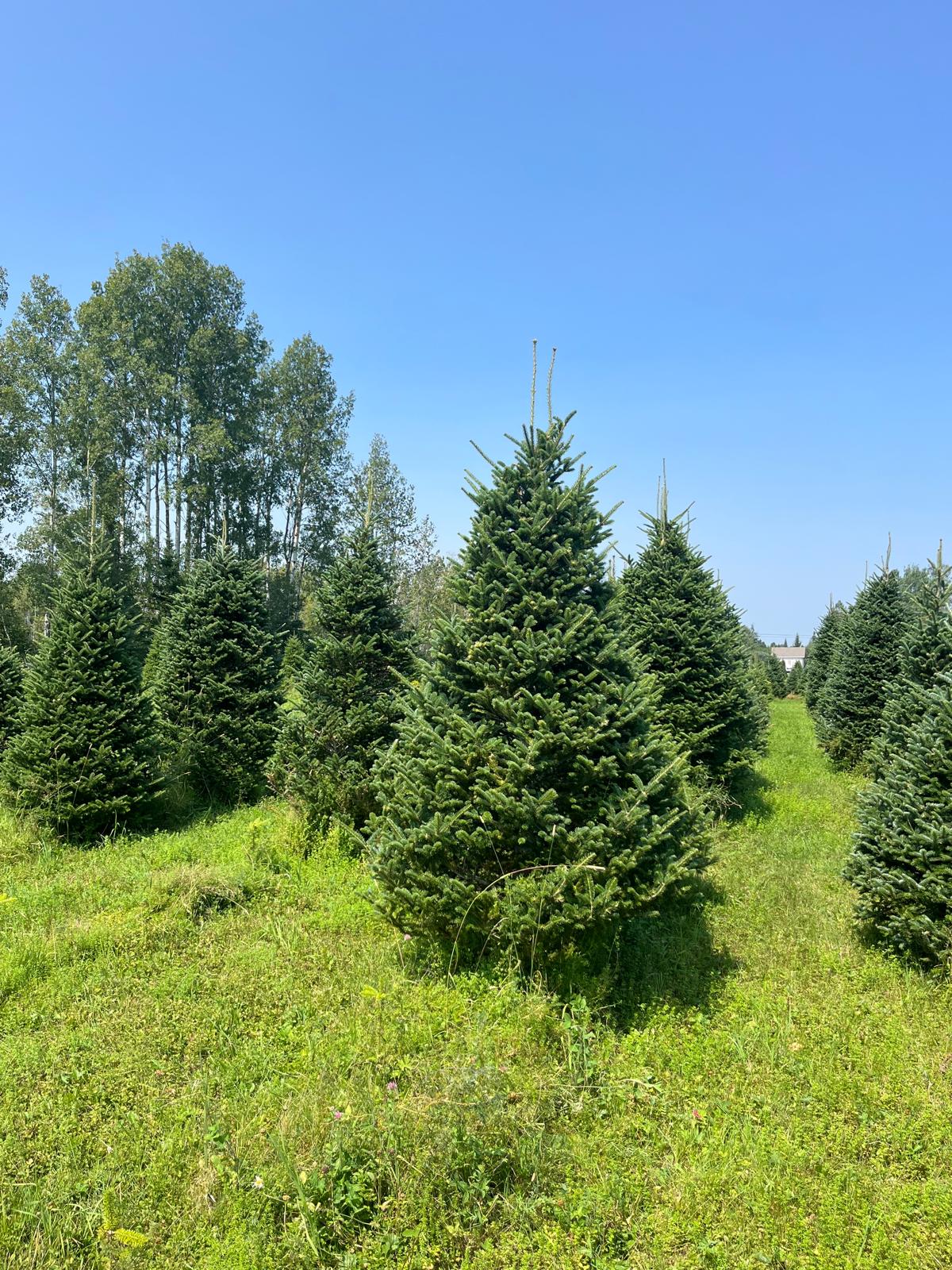 Balsam Fir Christmas Tree - Premium, Fresh Cut