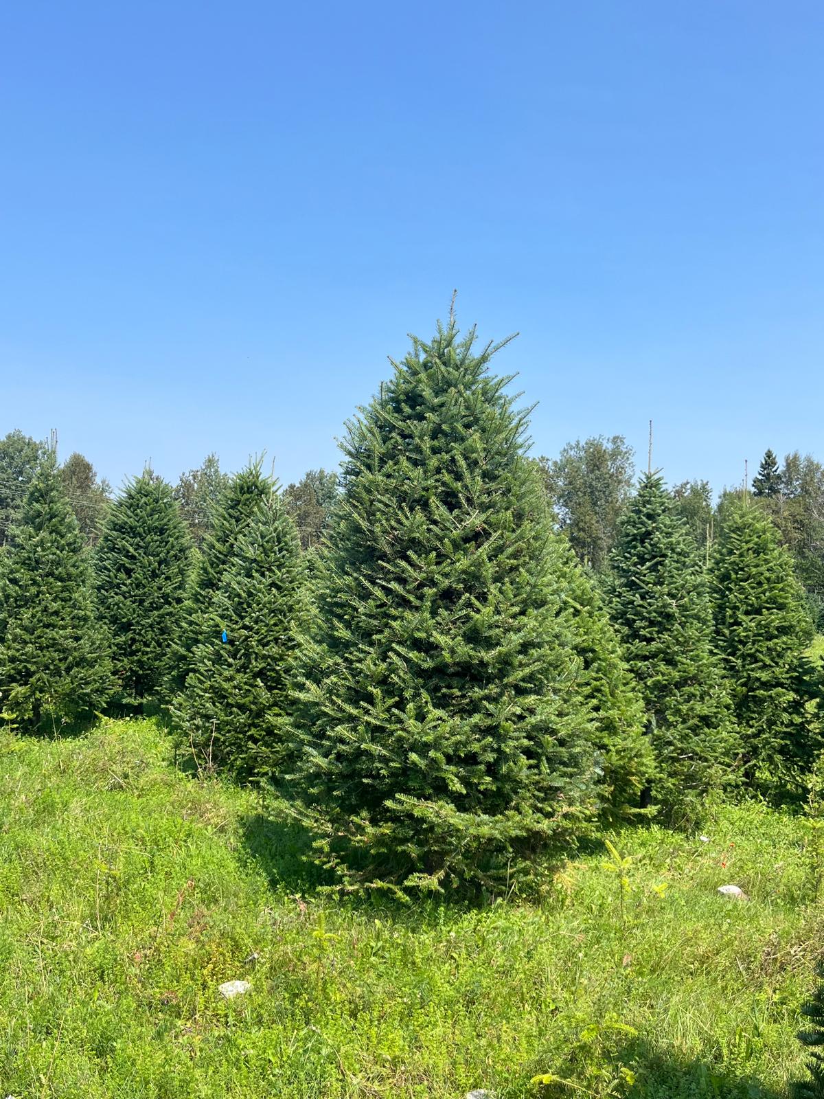 Balsam Fir Christmas Tree - Premium, Fresh Cut