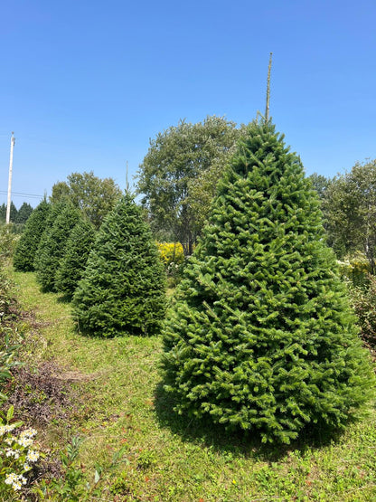 Balsam Fir Christmas Tree - Premium, Fresh Cut