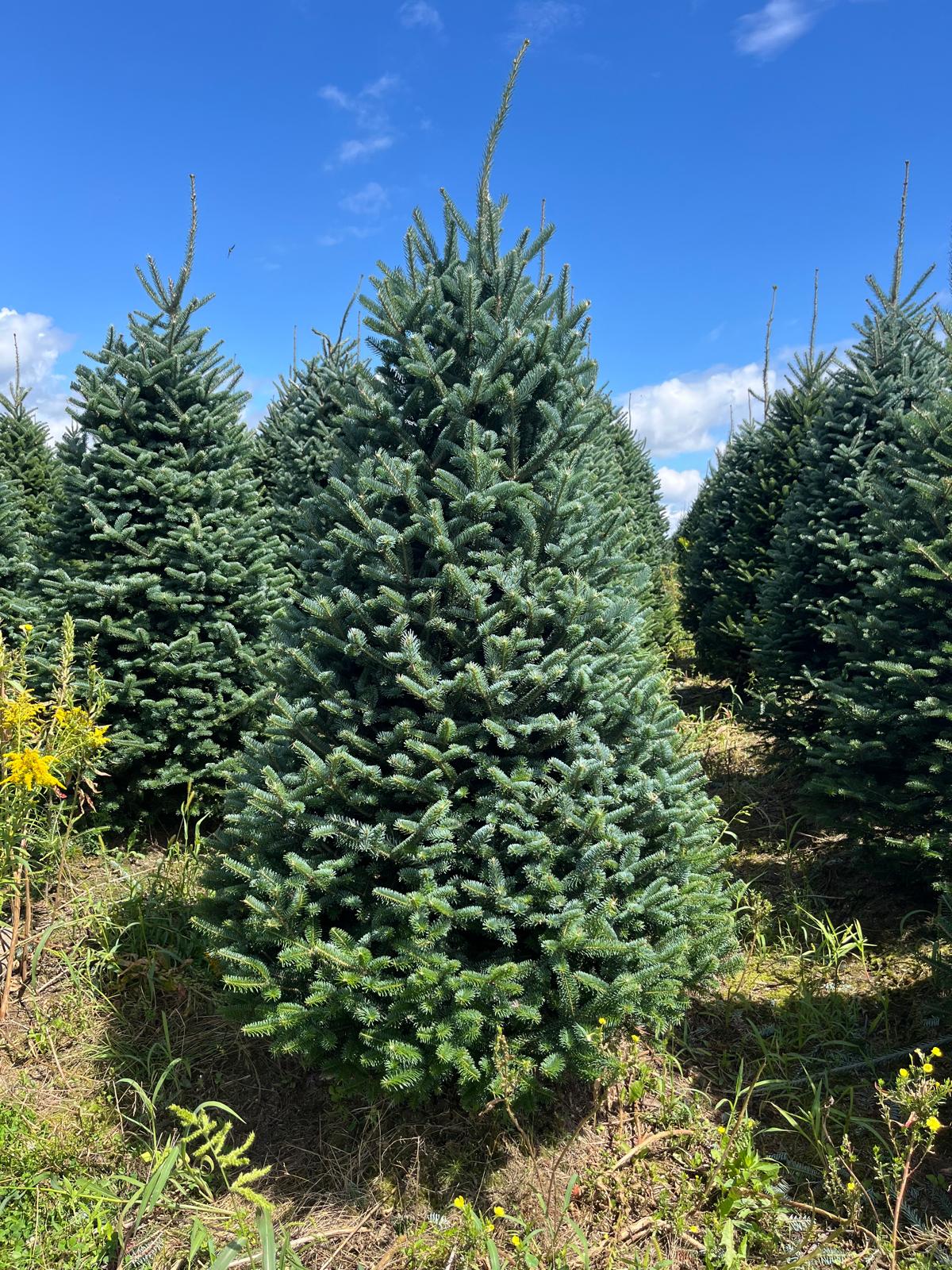 Fraser Fir Christmas Tree - Premium, Fresh Cut