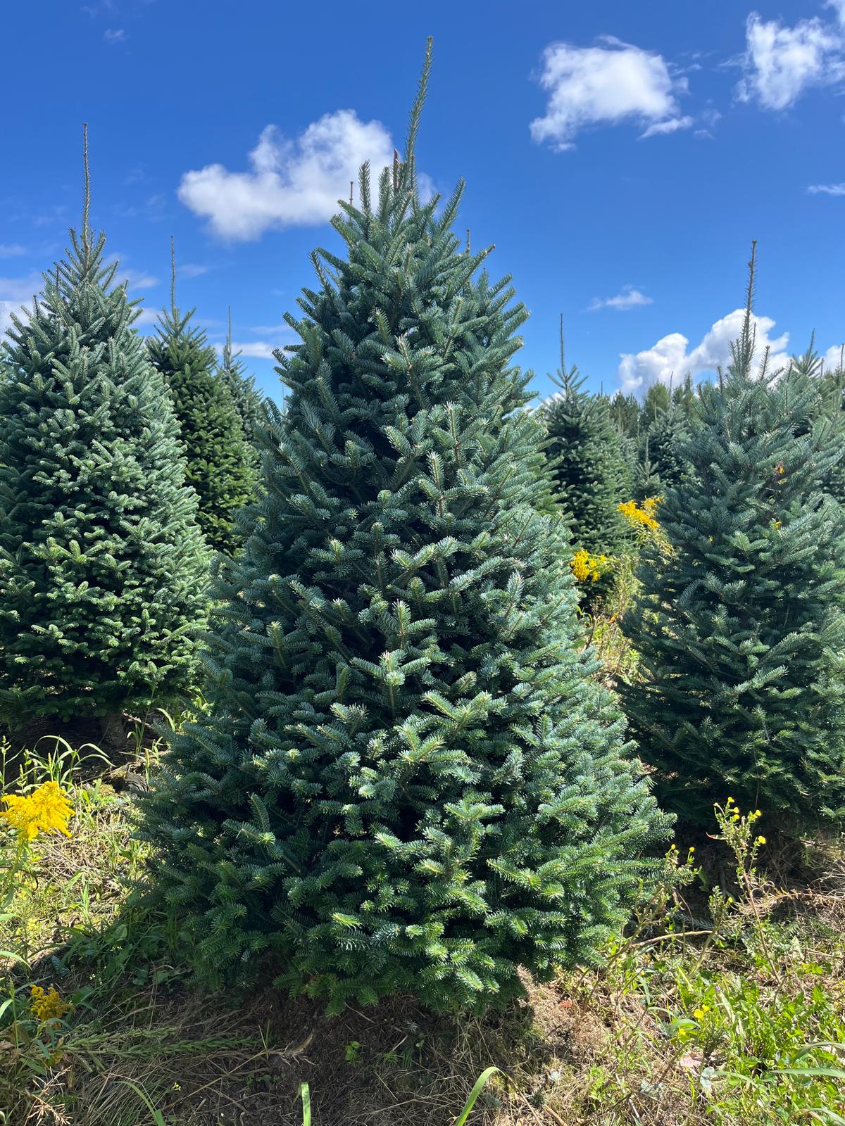 Fraser Fir Christmas Tree - Premium, Fresh Cut