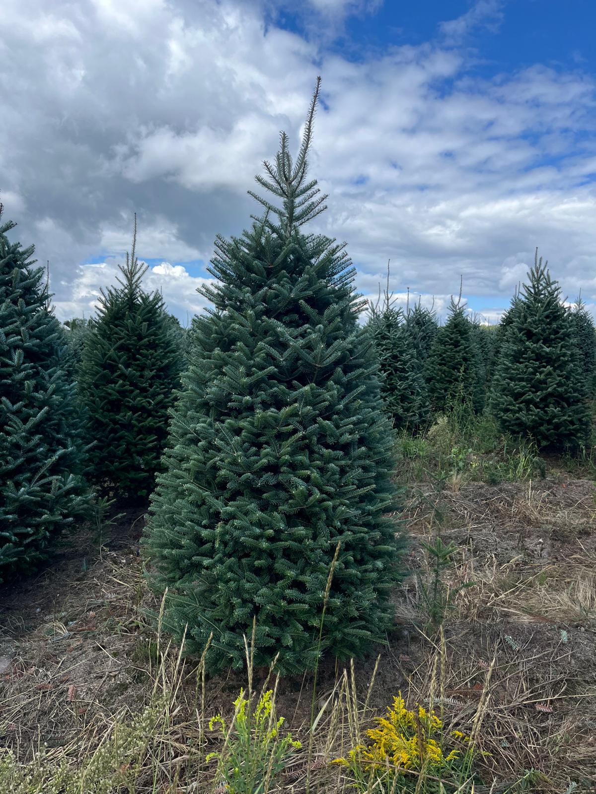 Fraser Fir Christmas Tree - Premium, Fresh Cut