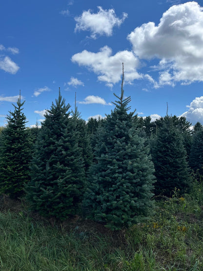 Fraser Fir Christmas Tree - Premium, Fresh Cut