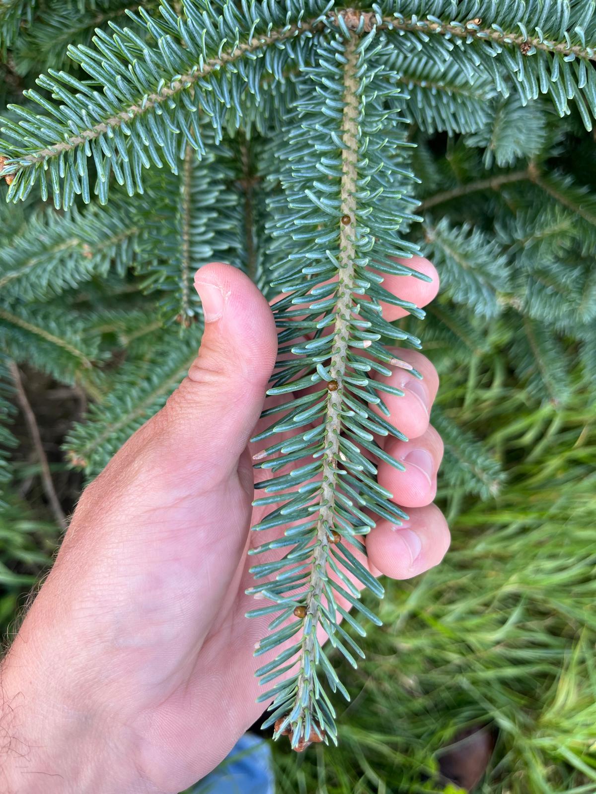 Fraser Fir Christmas Tree - Premium, Fresh Cut