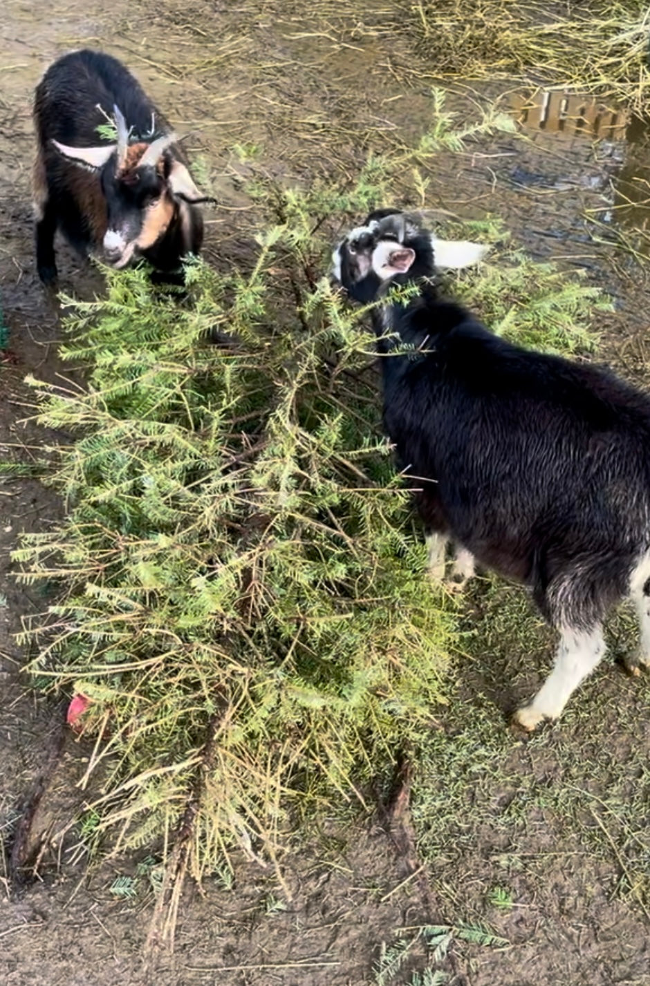 Goat-Powered Christmas Tree Recycling