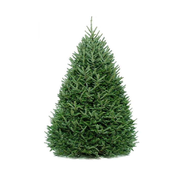Fraser Fir Christmas Tree Delivery Boston - Premium, Fresh Cut