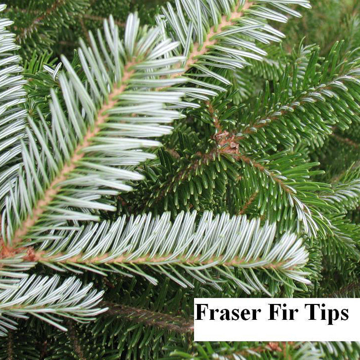 Fraser Fir Christmas Tree Delivery Boston - Premium, Fresh Cut