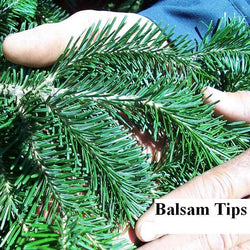 Balsam Fir Christmas Tree Delivery Boston - Premium, Fresh Cut