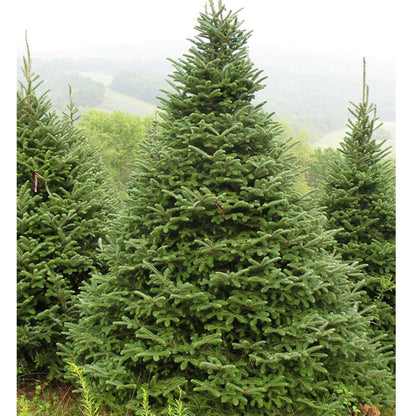 Fraser Fir Christmas Tree Delivery Boston - Premium, Fresh Cut