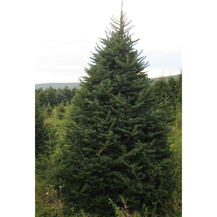 Balsam Fir Christmas Tree Delivery Boston - Premium, Fresh Cut