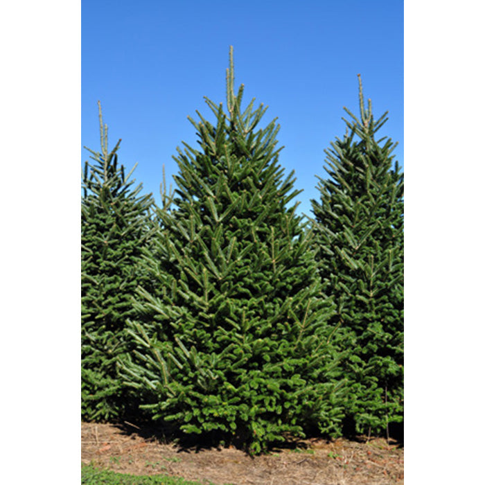 Fraser Fir Christmas Tree Delivery Boston - Premium, Fresh Cut