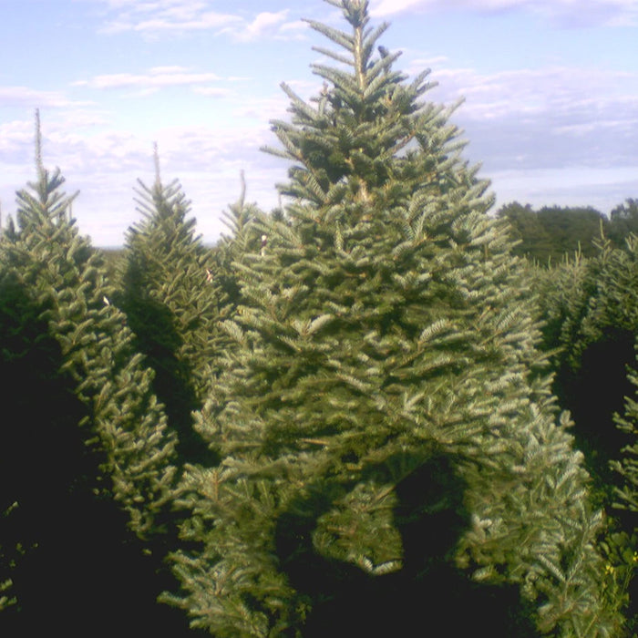 Balsam Fir Christmas Tree Delivery Boston - Premium, Fresh Cut