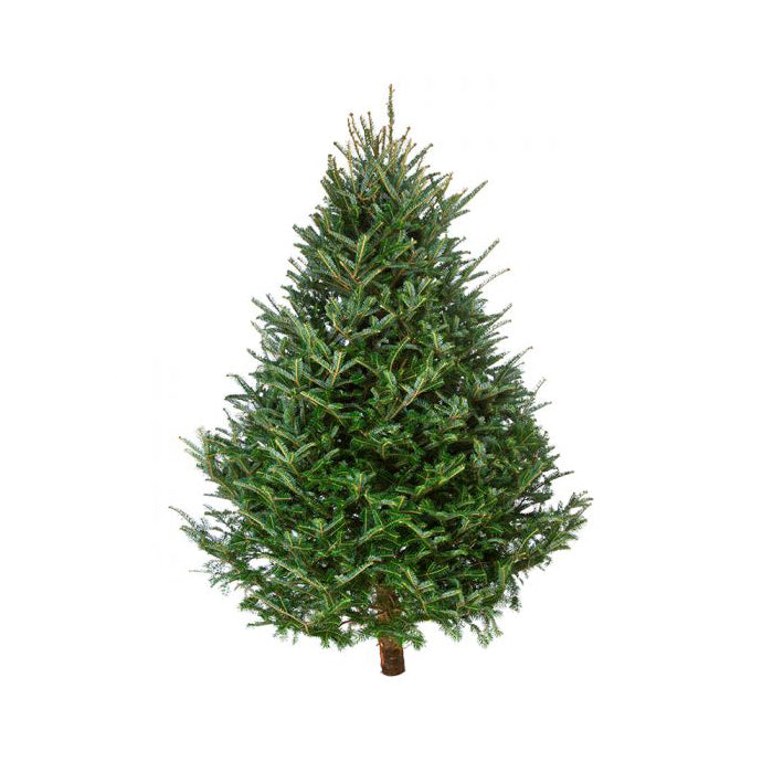 Balsam Fir Christmas Tree Delivery Boston - Premium, Fresh Cut